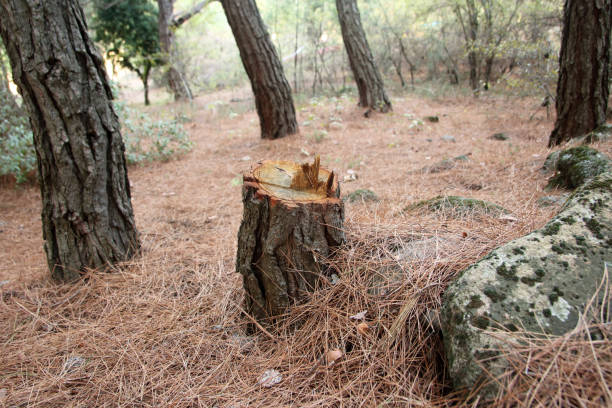 How Our Tree Care Process Works  in  Maugansville, MD